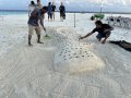 Whale shark sand sculpture